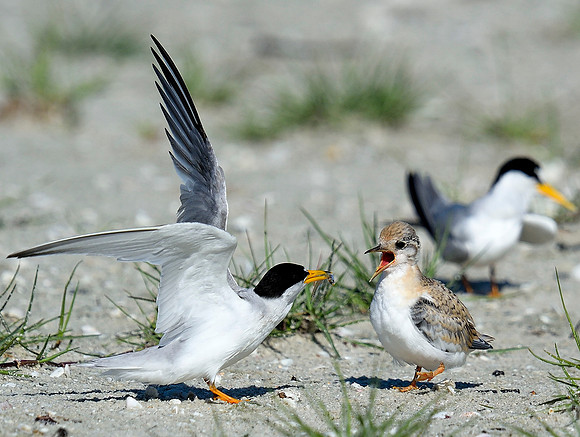 Least Tern & hungry chick.