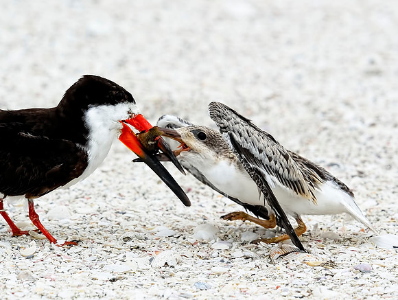 Black skimmer & chick, feeding.