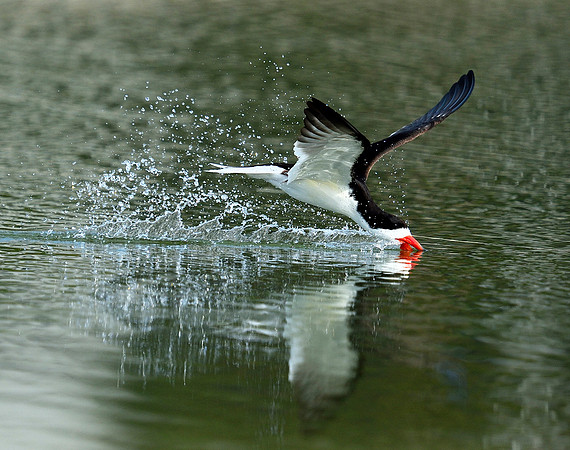 Skimming Black Skimmer.