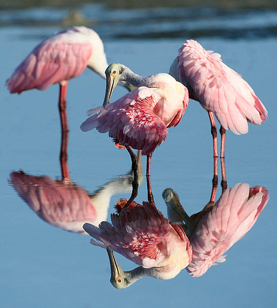 Roseate Spoonbill huddle.